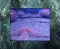 /album/animaux/etoile-et-oursins-jpg/